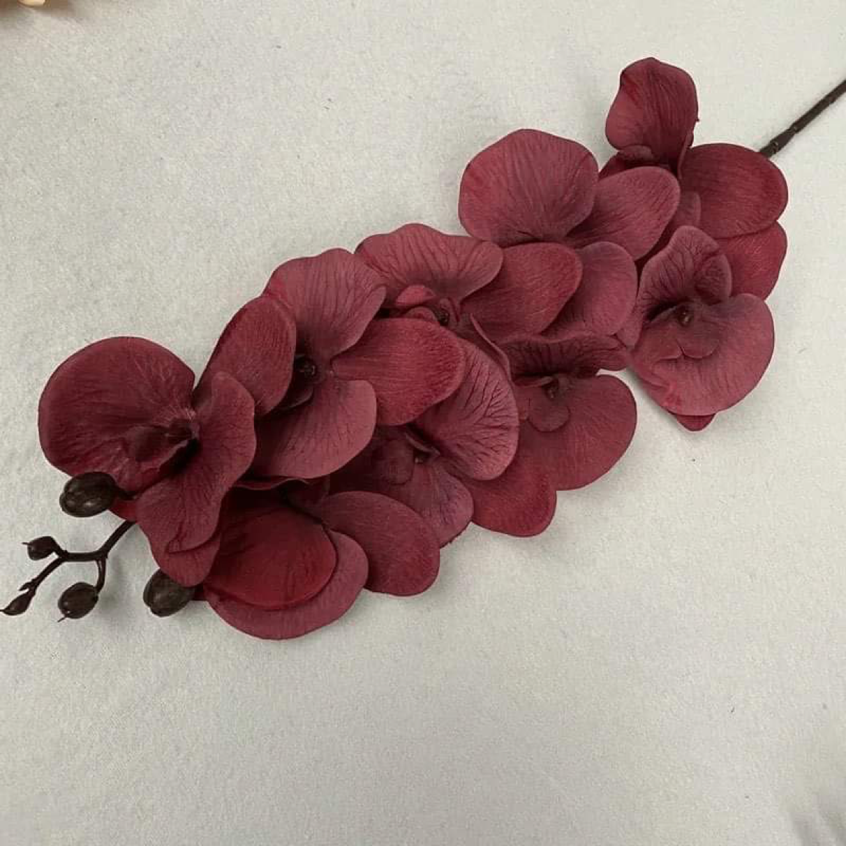 41in, 9-Head Neutral Colored Long Stem Orchid Flowers